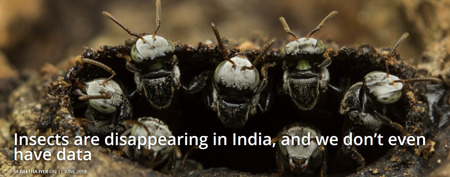 Insects are disappearing in India, and....