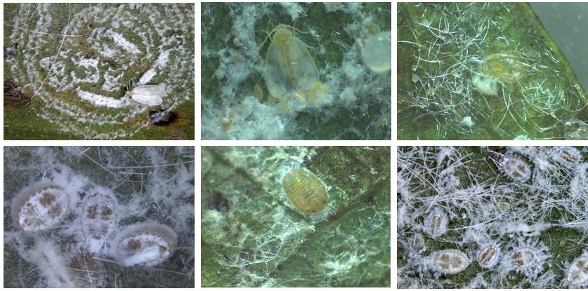 Rugose spiralling whitefly