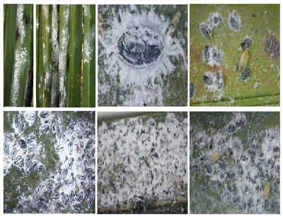 Occurrence of Invasive Neotropical Whitefly Aleurotrachelus atratus Hempel (Hemiptera: Aleyrodidae) in India on Coconut