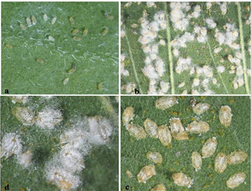 Occurrence of  Woolly Whitefly Aleurothrixus floccosus (Maskell) in India