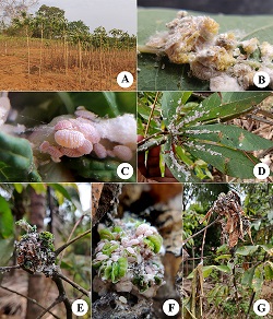 Occurrence of cassava mealybug Phenacoccus manihoti Matile-Ferrero in India
