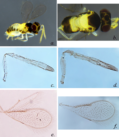 report of Encarsia cubensis Gahan
