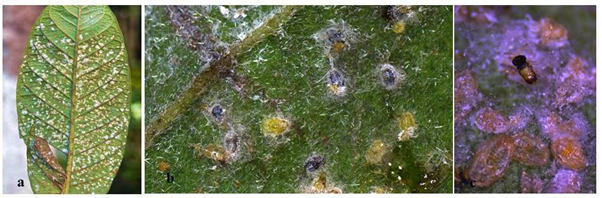 Aleurotrachelus trachoides 