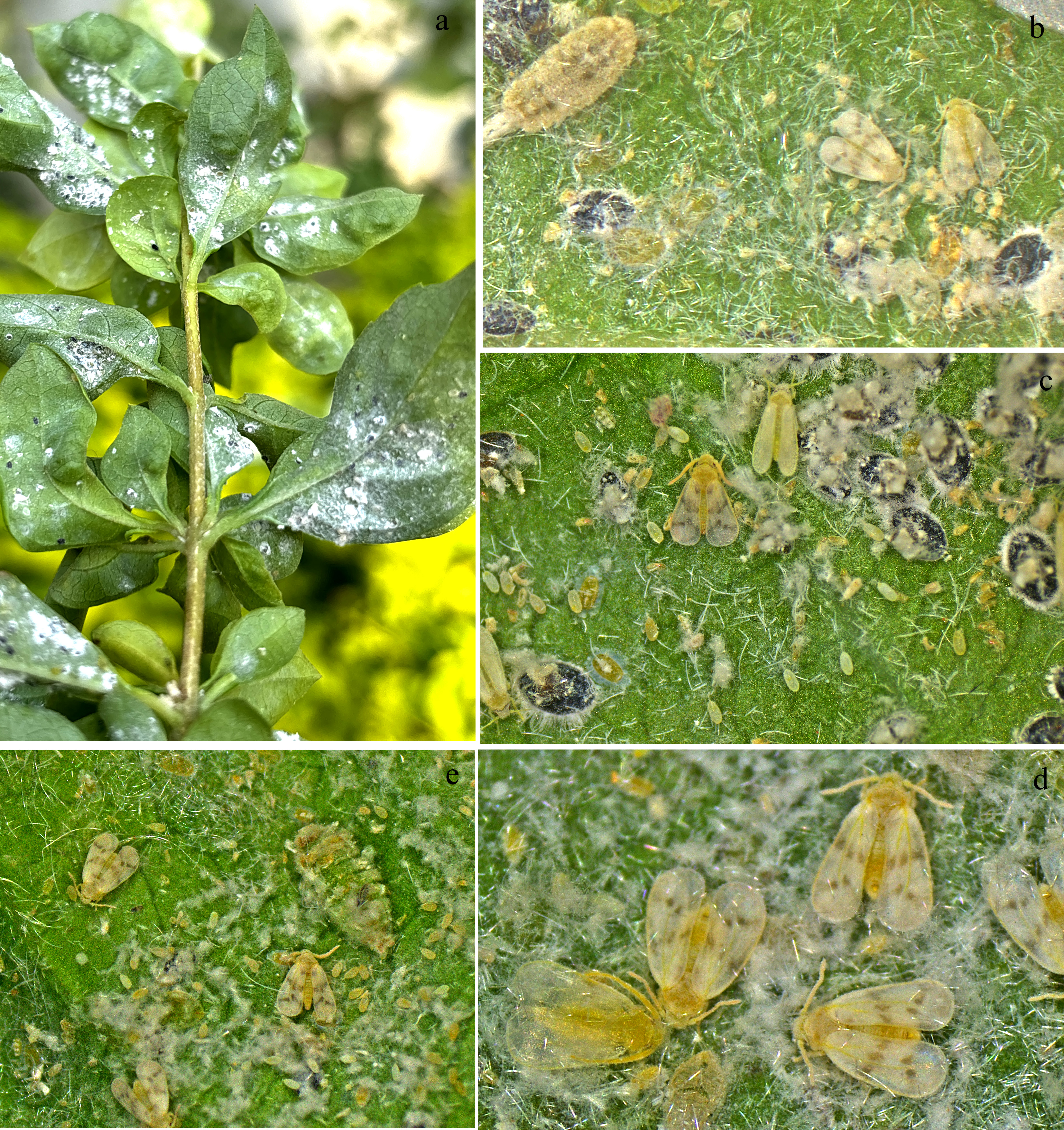 Paraleyrodes pseudonaranjae