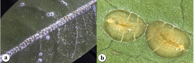 Fistulococcus pokfulamensis